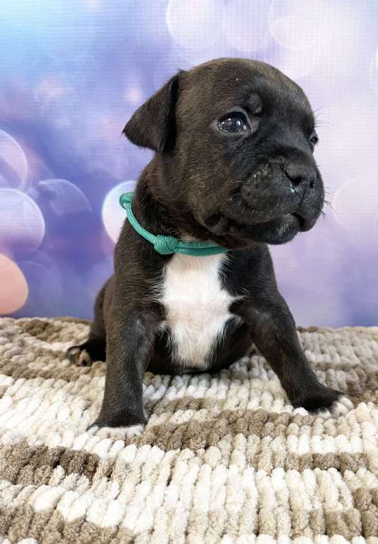 Собаки в Воронеже: Стаффордширский бультерьер стаффи Девочка, Бесплатно - фото 2