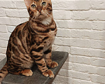 Кошки в Лыткарино: Бенгальский котенок мальчик Лео с документами  Мальчик, 30 000 руб. - фото 3