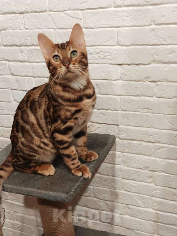 Кошки в Лыткарино: Бенгальский котенок мальчик Лео с документами  Мальчик, 30 000 руб. - фото 3