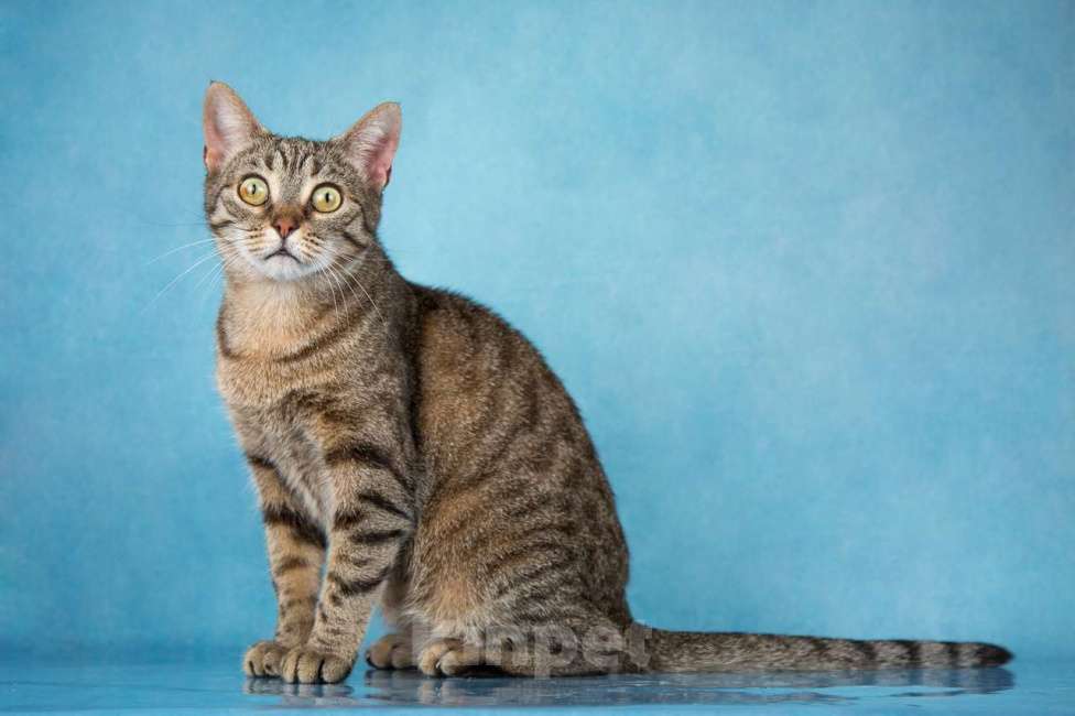 Кошки в Москве: Очаровательные котята (10 мес.) ищут дом Девочка, Бесплатно - фото 5