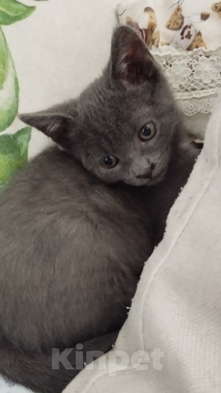 Кошки в Москве: Котёнок в добрые руки Мальчик, Бесплатно - фото 4