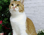 Кошки в Москве: Ласковая и нежная Веснушка Девочка, Бесплатно - фото 2