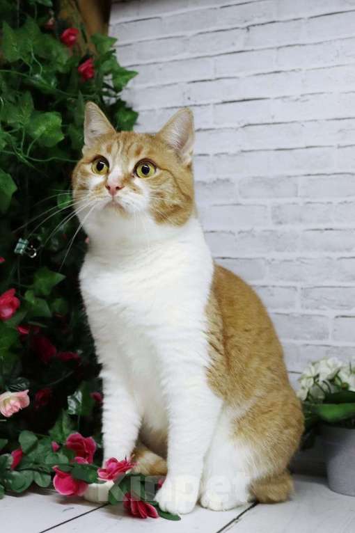 Кошки в Москве: Ласковая и нежная Веснушка Девочка, Бесплатно - фото 2