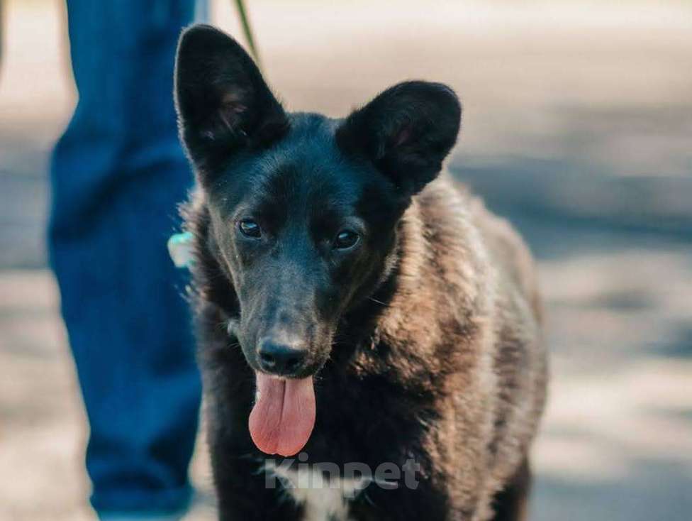 Собаки в Москве: Очаровательный подросток Тёма в добрые руки Мальчик, Бесплатно - фото 4