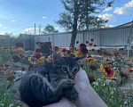 Кошки в Астрахани: Котенок девочка Девочка, Бесплатно - фото 2