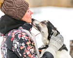 Собаки в Москве: Собака Лика ищет дом Девочка, 10 руб. - фото 4