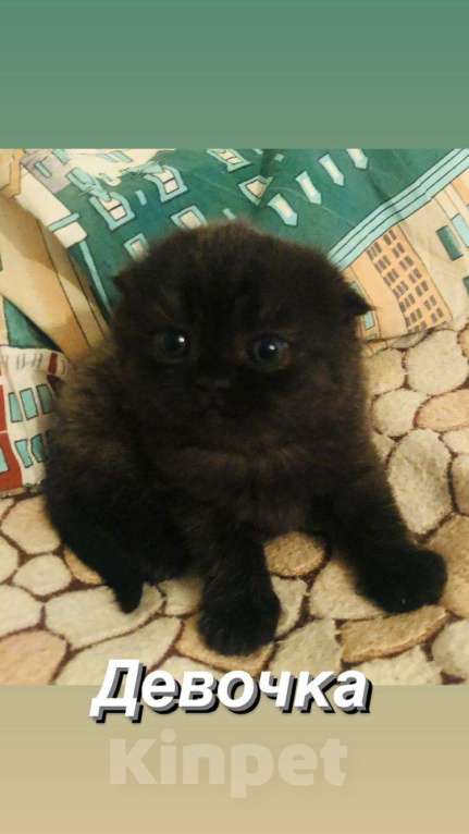 Кошки в Новокубанске: Продам котёнка, 4 000 руб. - фото 1
