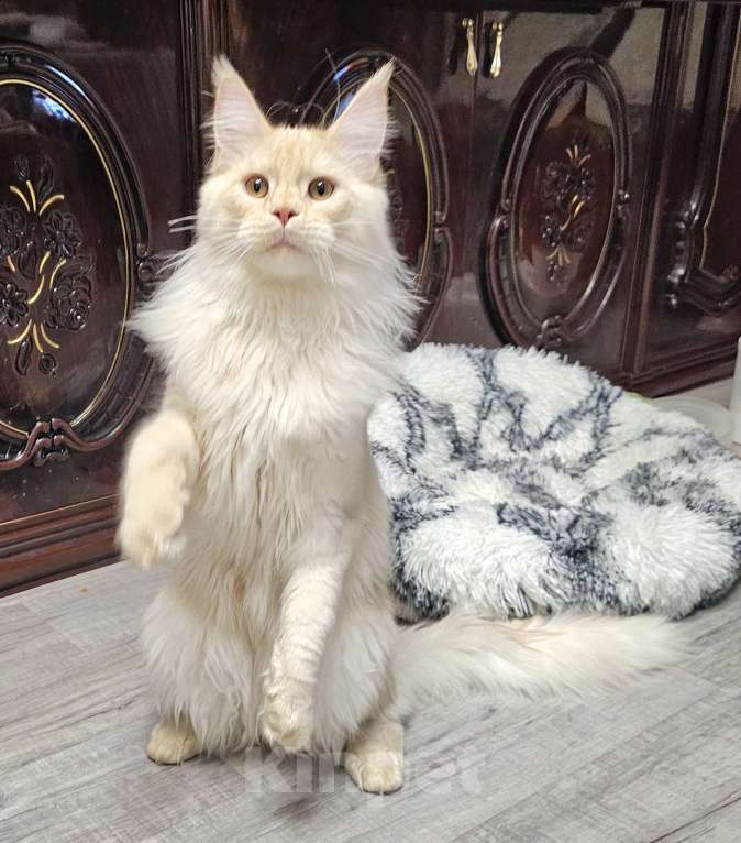 Кошки в Красноярске: Котик мейн-кун  Мальчик, Бесплатно - фото 2