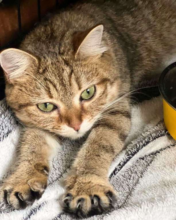 Кошки в Москве: Метис шотландской кошечки в добрые руки! Девочка, Бесплатно - фото 3