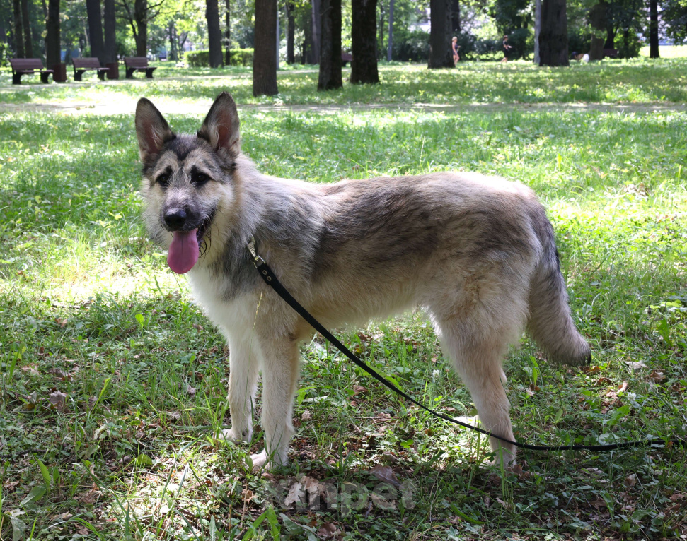 Собаки в Москве: Щенок в добрые руки бесплатно Москва Мальчик, Бесплатно - фото 4