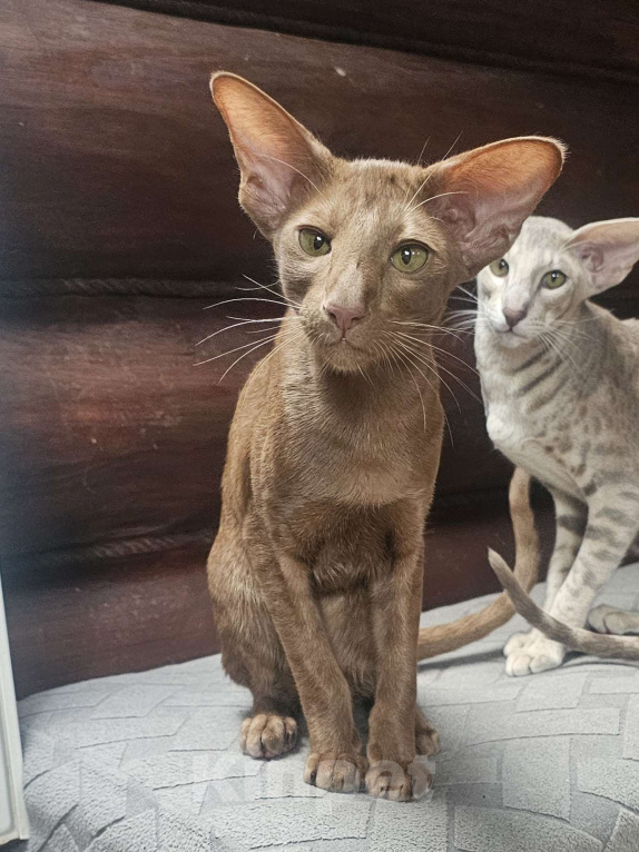 Кошки в Балашихе: Циннамоновая ориентальная кошечка Девочка, 50 000 руб. - фото 2