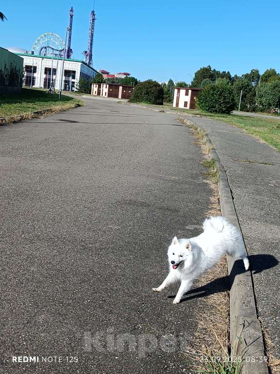 Собаки в Сочи: Белоснежный щенок японского шпица Мальчик, 30 000 руб. - фото 6