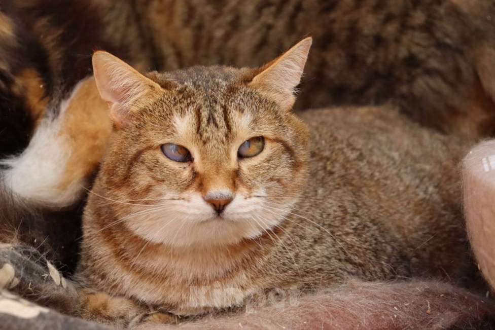 Кошки в Москве: Рыся в поисках дома Девочка, Бесплатно - фото 4