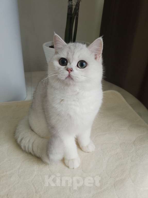 Кошки в Москве: Британский мальчик ш Нила серебро Мальчик, 60 000 руб. - фото 1