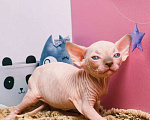 Кошки в Москве: Котенок канадский сфинкс Мальчик, Бесплатно - фото 3