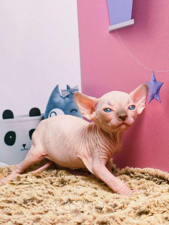 Кошки в Москве: Котенок канадский сфинкс Мальчик, Бесплатно - фото 3