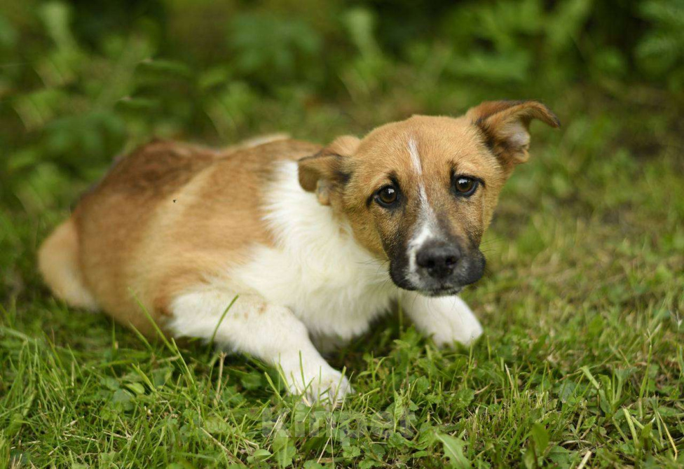 Собаки в Яхроме: Щенок Жорик ищет дом! Мальчик, Бесплатно - фото 4