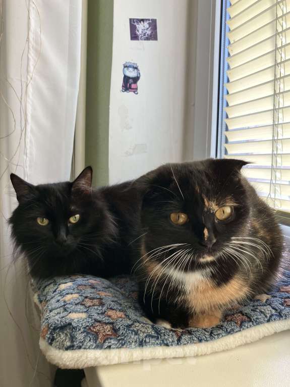 Кошки в Москве: Потерялась кошка метис вислоухой Девочка, 3 000 руб. - фото 3