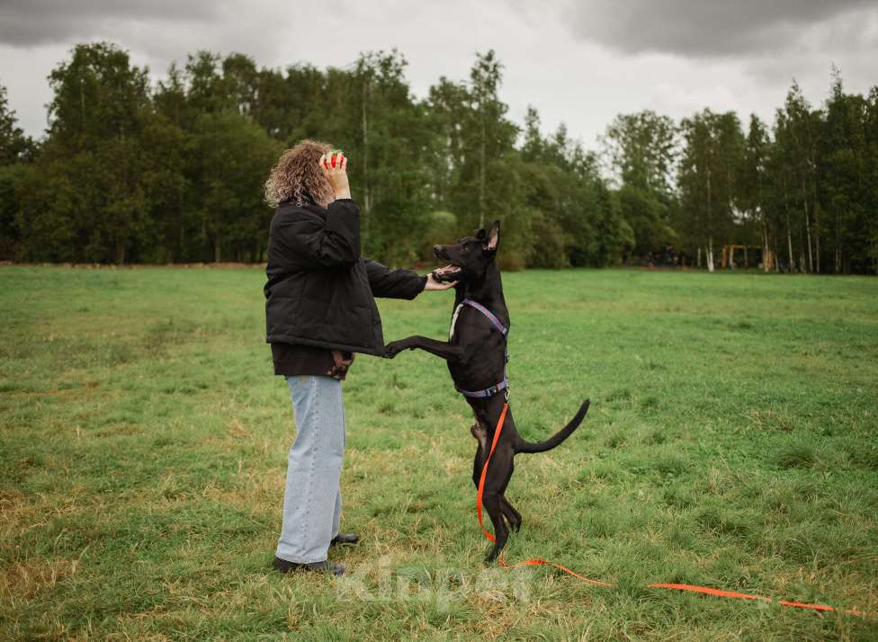 Собаки в Кудрово: Отис в поисках родителя Мальчик, Бесплатно - фото 6