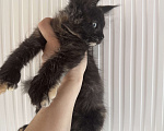 Кошки в других городах Ленинградской области: Продажа котят мейн куна Девочка, 25 000 руб. - фото 1