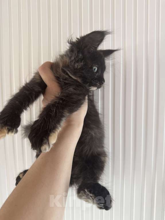 Кошки в других городах Ленинградской области: Продажа котят мейн куна Девочка, 25 000 руб. - фото 1