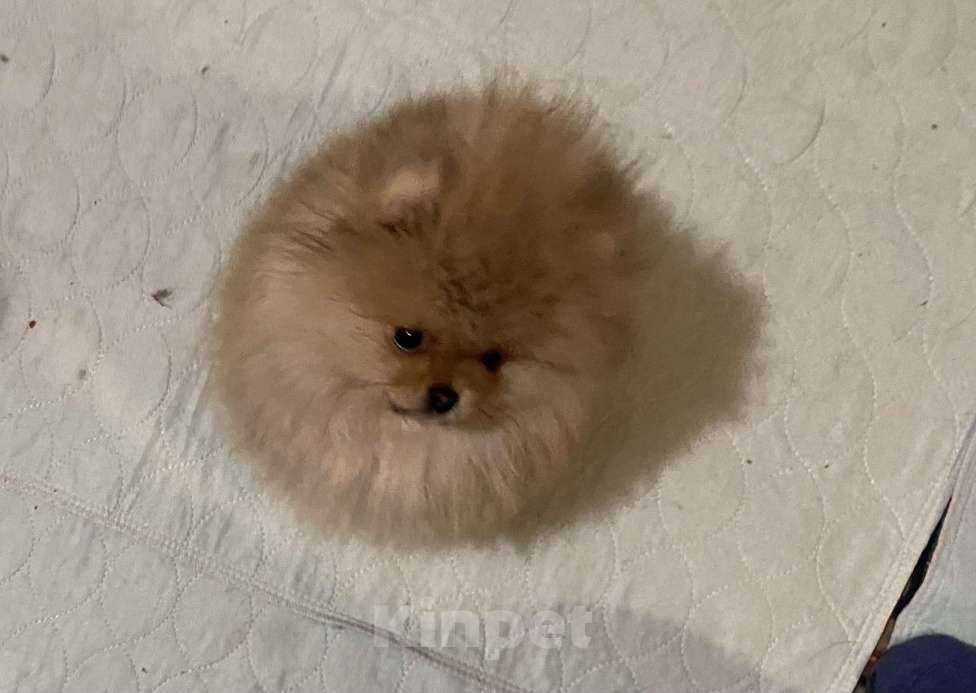 Собаки в Улане-Удэ: Мальчик померанского шпица Мальчик, 50 руб. - фото 1