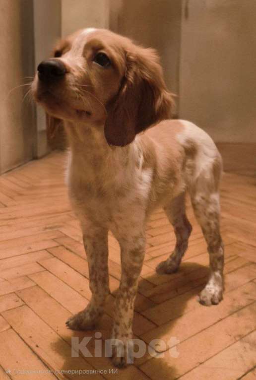 Собаки в Москве: Алтай  Мальчик, 55 000 руб. - фото 1