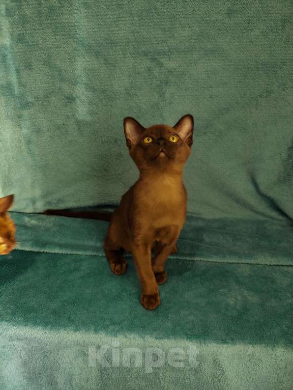 Кошки в Москве: Бурма-малыш ждёт свою семью Мальчик, 45 000 руб. - фото 5