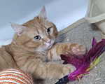 Кошки в Москве: Солнечный Рыжик ищет родителей Мальчик, Бесплатно - фото 2