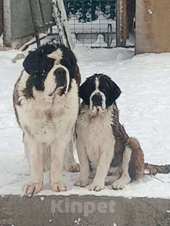 Собаки в Красноярске: Девочка подросток , Красноярск Девочка, 40 000 руб. - фото 2