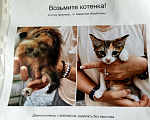 Кошки в Сочи: Возьмите котёнка Девочка, 1 руб. - фото 1