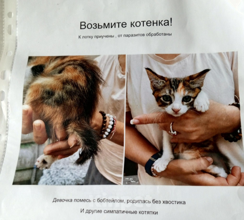 Кошки в Сочи: Возьмите котёнка Девочка, 1 руб. - фото 1