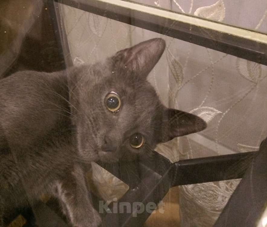 Кошки в Москве: Добрые руки для Джерри Мальчик, Бесплатно - фото 2