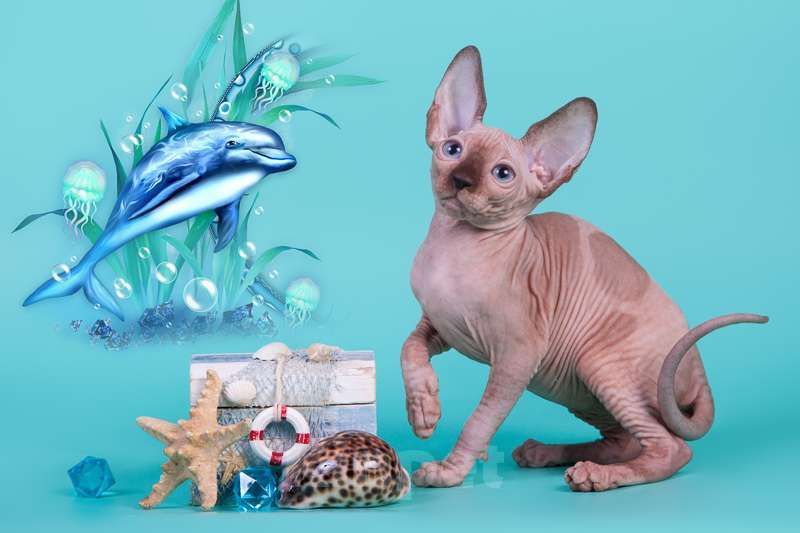 Кошки в Москве: Питомник Скорпион предлагает котят. Девочка, Бесплатно - фото 6