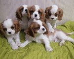 Собаки в Москве: Кавалер Кинг Чарльз щенки. Мальчик, 70 000 руб. - фото 3