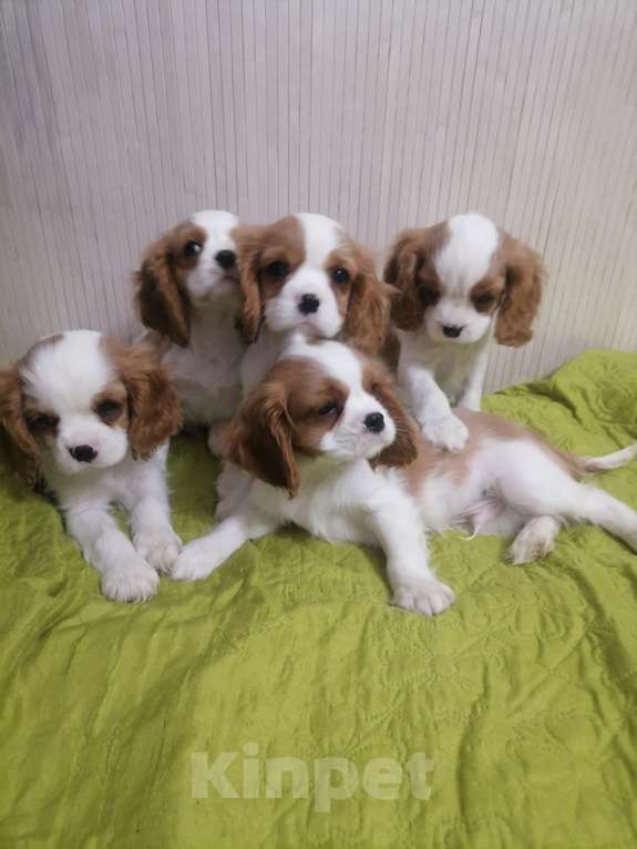 Собаки в Москве: Кавалер Кинг Чарльз щенки. Мальчик, 70 000 руб. - фото 3