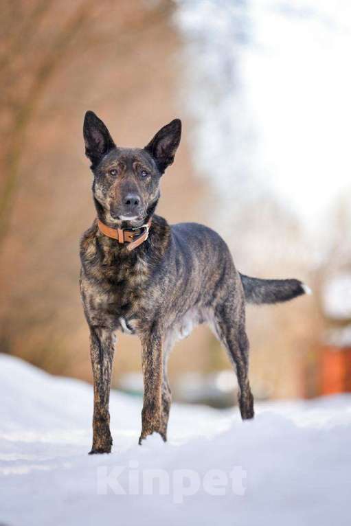 Собаки в Москве: Брошенный, но не сломленный: Рокки очень хочет снова быть нужным Мальчик, Бесплатно - фото 5