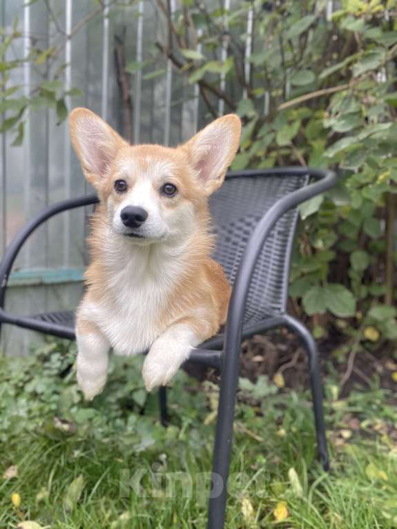 Собаки в Брянске: Щенок вельш корги пемброк Девочка, Бесплатно - фото 2