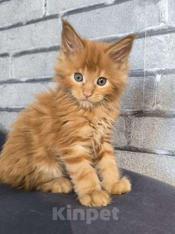 Кошки в Москве: Кот мейн-кун , красный  Мальчик, 75 000 руб. - фото 2