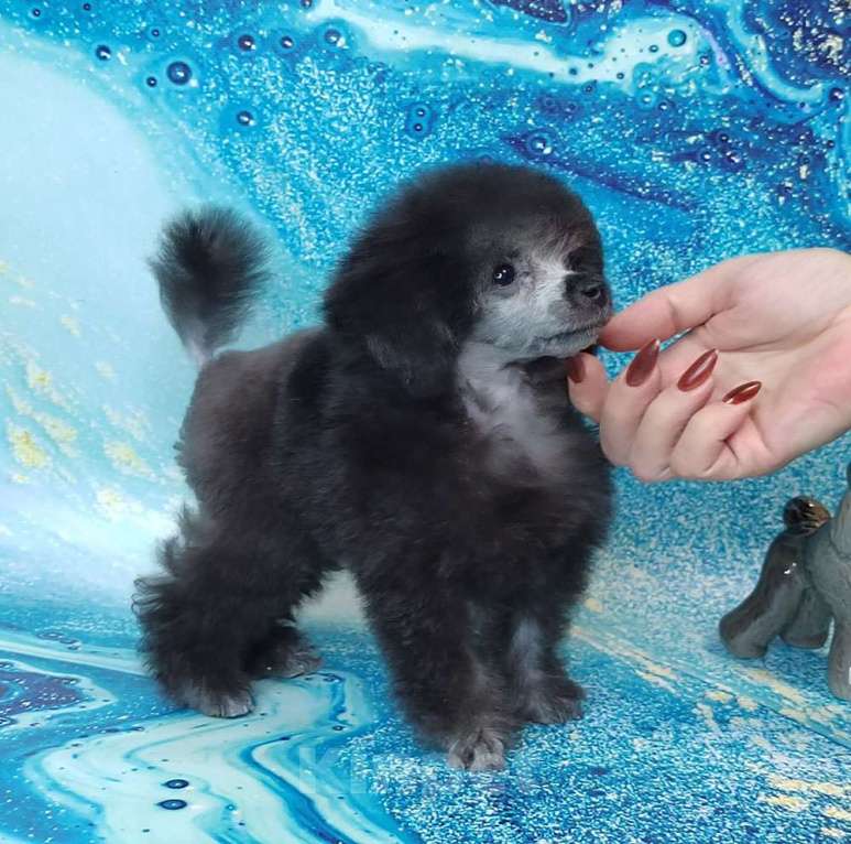 Собаки в Долгопрудном: Пуделя щенок той серебристая девочка  ИЛАЙДА  Девочка, 200 000 руб. - фото 1