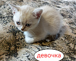 Кошки в Санкт-Петербурге: Шотландский котенок (девочка) Девочка, 12 000 руб. - фото 1