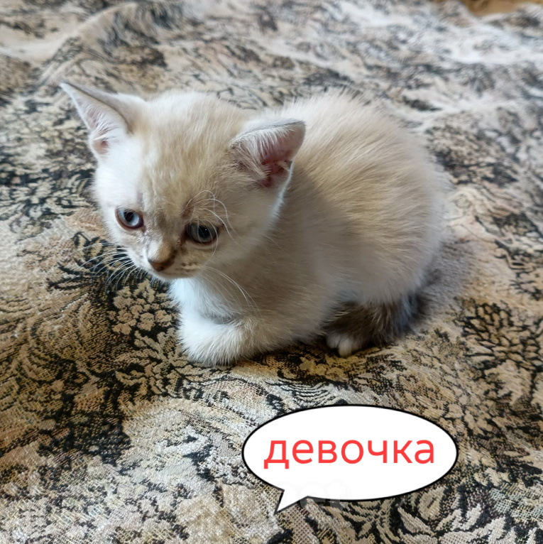 Кошки в Санкт-Петербурге: Шотландский котенок (девочка) Девочка, 12 000 руб. - фото 1