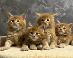 Кошки в Бийске: Котята Мейн-кун Разнополые, 10 000 руб. - фото 1