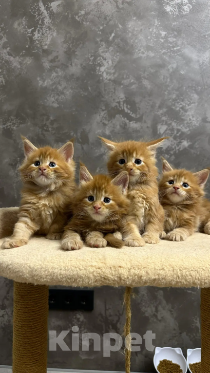 Кошки в Бийске: Котята Мейн-кун Разнополые, 10 000 руб. - фото 1