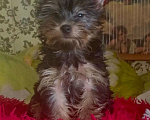 Собаки в Санкт-Петербурге: Щенок Йорк Девочка, 18 000 руб. - фото 2
