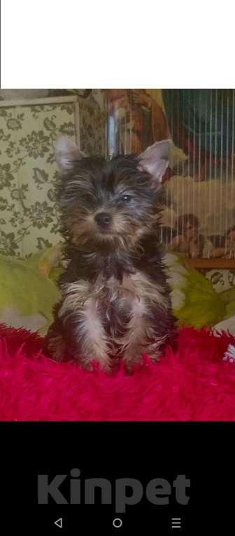 Собаки в Санкт-Петербурге: Щенок Йорк Девочка, 18 000 руб. - фото 2