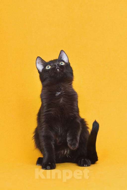 Кошки в Москве: Котенок Ося ищет дом Мальчик, Бесплатно - фото 2