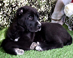 Собаки в Шахте: щенки алабая Мальчик, 25 000 руб. - фото 7