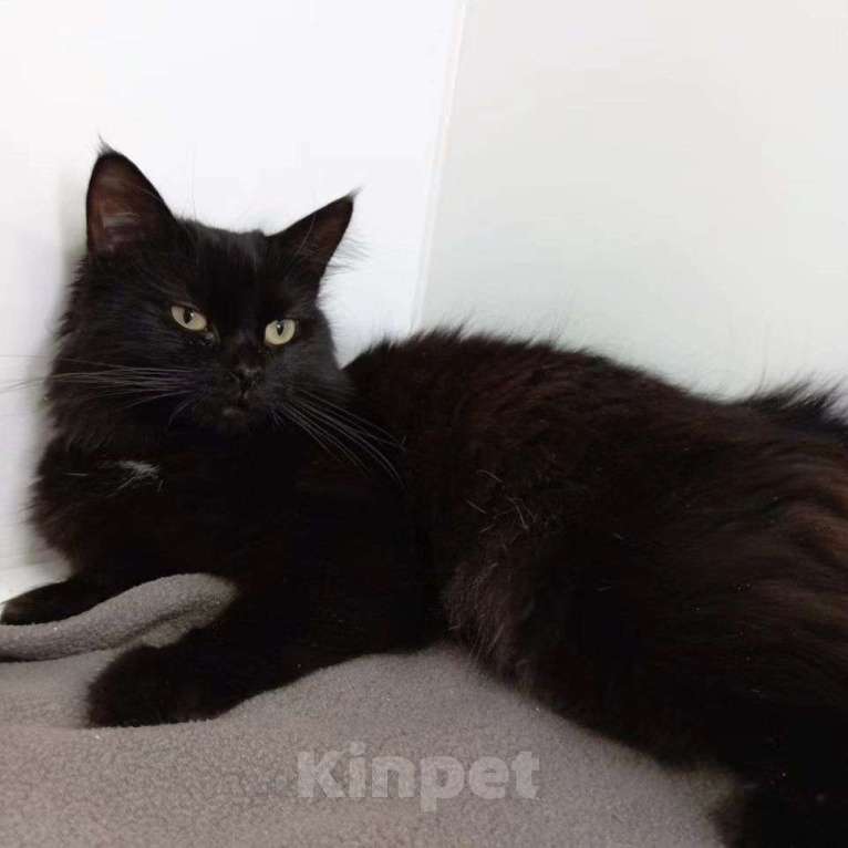 Кошки в Москве: Одри хочет стать домашней Девочка, Бесплатно - фото 2