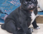 Собаки в Чите: Очаровательные щенки мопса Девочка, 45 000 руб. - фото 6